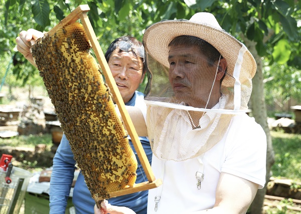 張馮斌（右）幫助馮浪民（左）察看蜂箱狀況(1630916)-20250714073052.jpg
